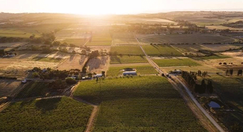 Byrne Vineyards 